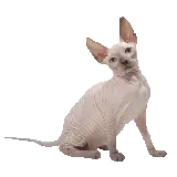 چاپ قاب موبایل و گوشی دانلود عکس پی ان جی png از گربه اسفینکس بدون مو سفید