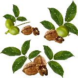 چاپ قاب موبایل و گوشی عکس گردو کارتونی و نقاشی با فرمت png و رنگ سبز و قهوه ای