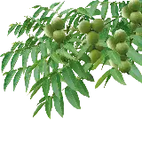 چاپ قاب موبایل و گوشی عکس گردوی ایرانی png روی شاخه با نورپردازی حرفه ای 
