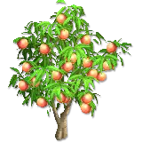 چاپ قاب موبایل و گوشی  png عکس درخت هلو کارتونی پر بار با شاخ و برگ های سرزنده
