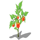 چاپ قاب موبایل و گوشی عکس بدون بک گراند گوجه فرنگی روی شاخ و برگ های بوته png