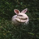 چاپ قاب موبایل و گوشی تصویر زمینه خرگوش وحشی rabbit white برای دانلود با کیفیت بالا 