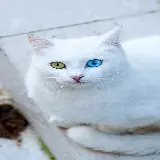 چاپ قاب موبایل و گوشی دانلود والپیپر رایگان گربه Cat بامزه سفید با ظاهر مرموز و جذاب
