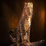 چاپ قاب موبایل و گوشی استوک با کیفیت و ساده از پلنگ با پس زمینه ی نارنجی