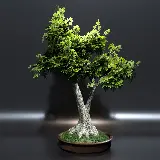چاپ قاب موبایل و گوشی عکس شیک و لوکس بونسای افرا با برگ های سبز با کیفیت بالا 
