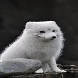 چاپ قاب موبایل و گوشی عکس روباه سفید ماده female white fox با کیفیت بالا
