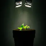چاپ قاب موبایل و گوشی تصویر فوق العاده زیبا از گل سبز و قشنگ با کیفیت عالی 