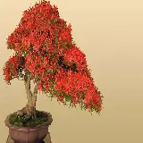 چاپ قاب موبایل و گوشی عکس چشم نواز از بونسای افرا برای علاقه مندان به مدیتیشن 
