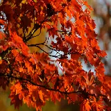 چاپ قاب موبایل و گوشی والپیپر درخت افرا قرمز maple tree مخصوص محیط ویندوز 12