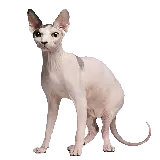 چاپ قاب موبایل و گوشی تصویر png پی ان جی گربه خوشگل اسفینکس Sphynx cat بدون مو