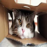 چاپ قاب موبایل و گوشی تصویر پربازدیدترین گربه یوتیوب Maru cat داخل کارتن
