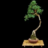 چاپ قاب موبایل و گوشی  عکس جالب و قشنگ از درخت بونسایا با گلدان زیبا و منحصر به فرد 