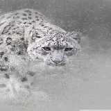 چاپ قاب موبایل و گوشی عکس استوک پلنگ Leopard در فصل زمستان با کیفیت بالا