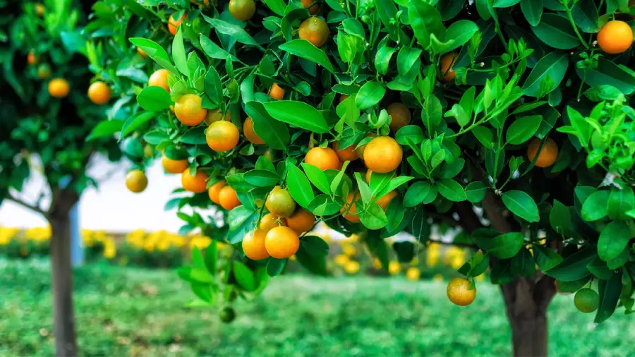 عکس زمینه از درخت پرتقال و میوه اش برای چاپ در میوه فروشی 