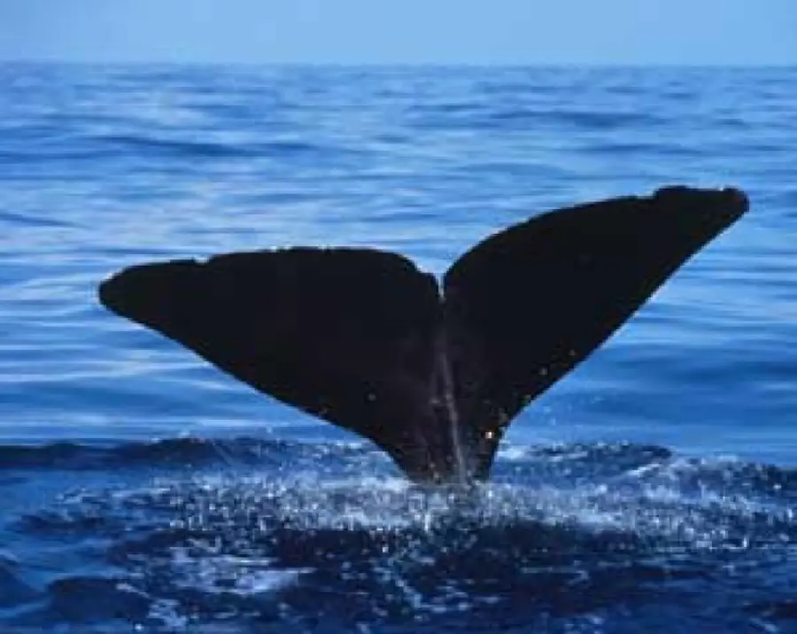 والپیپر حرکت نهنگ به عمق‌های بیشتر در آب های گرم و معتدل