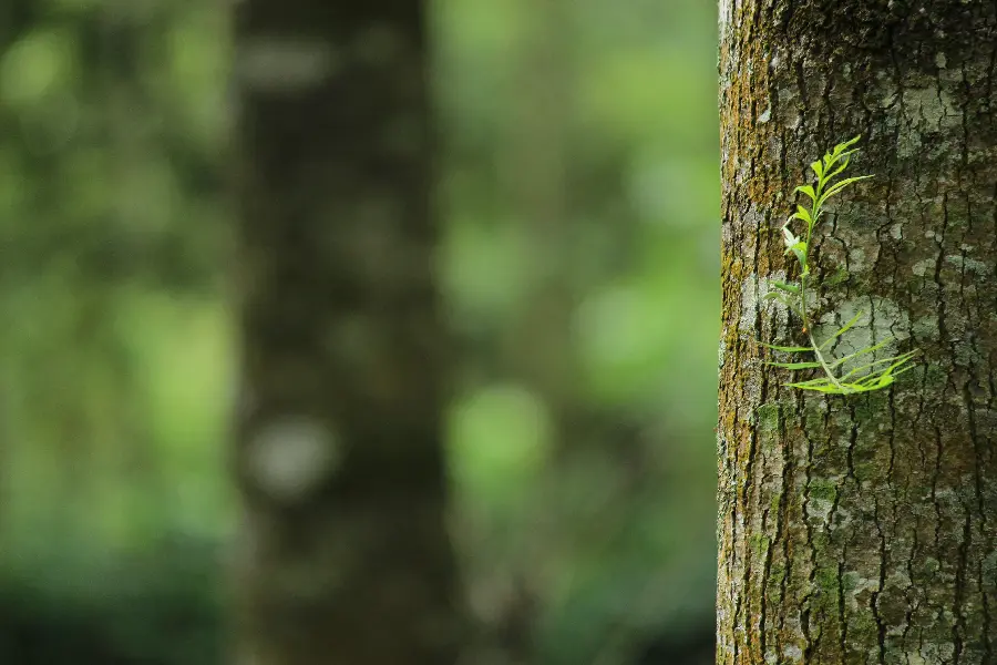 تصویر زیبای تنه درخت قهوه ای زیبا و خاص در جنگل با گیاهان سبز 