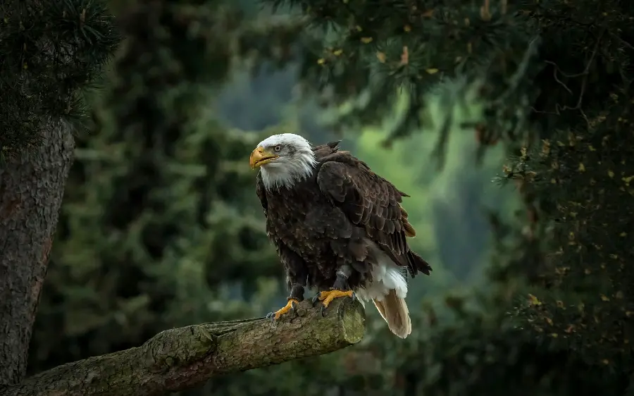 عکس زمینه خاص و جدید عقاب تیز و زرنگ در جنگل 