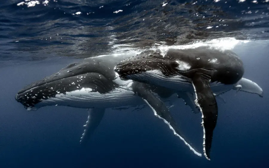 عکس وال اسپرم شکارچی بزرگ اقیانوس با دندان‌های بزرگ