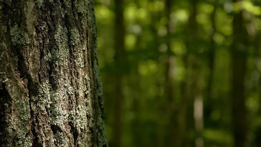 تصویر خلاقانه و هنرمندانه از پوست تنه درخت قدیمی با زمینه تار شده جنگل 