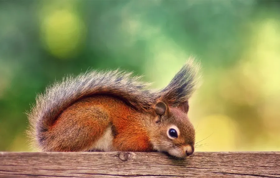 دانلود جدیدترین تصویر زمینه ها از سنجاب های قرمز وحشی