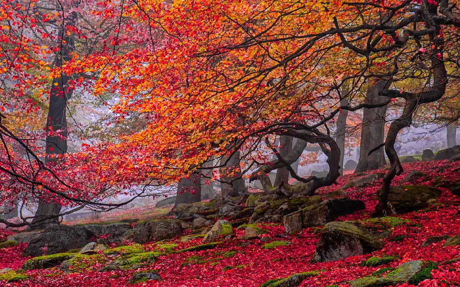 منظره درختان رویایی پوشیده شده با تم برگ های پاییزی قرمز و نارنجی 