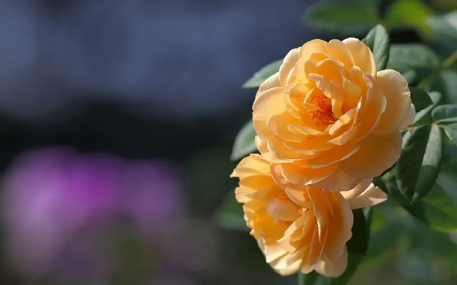 عکس پروفایل اینستاگرام و واتساپ گل رز پربرگ نارنجی با کیفیت HD