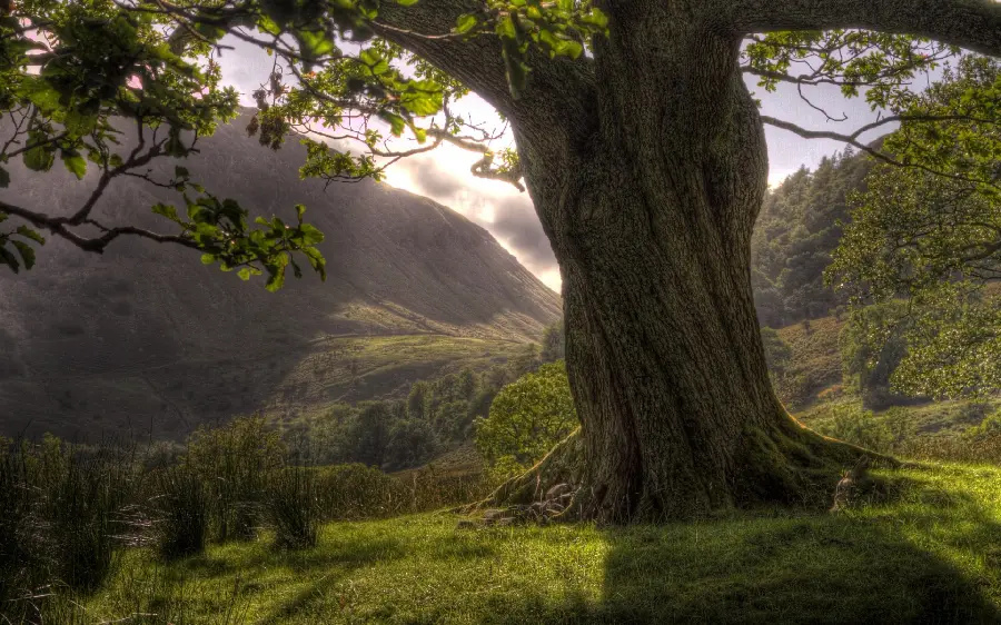 عکس فوق العاده از درخت قطور و کهنسال در منظره ای طبیعی 