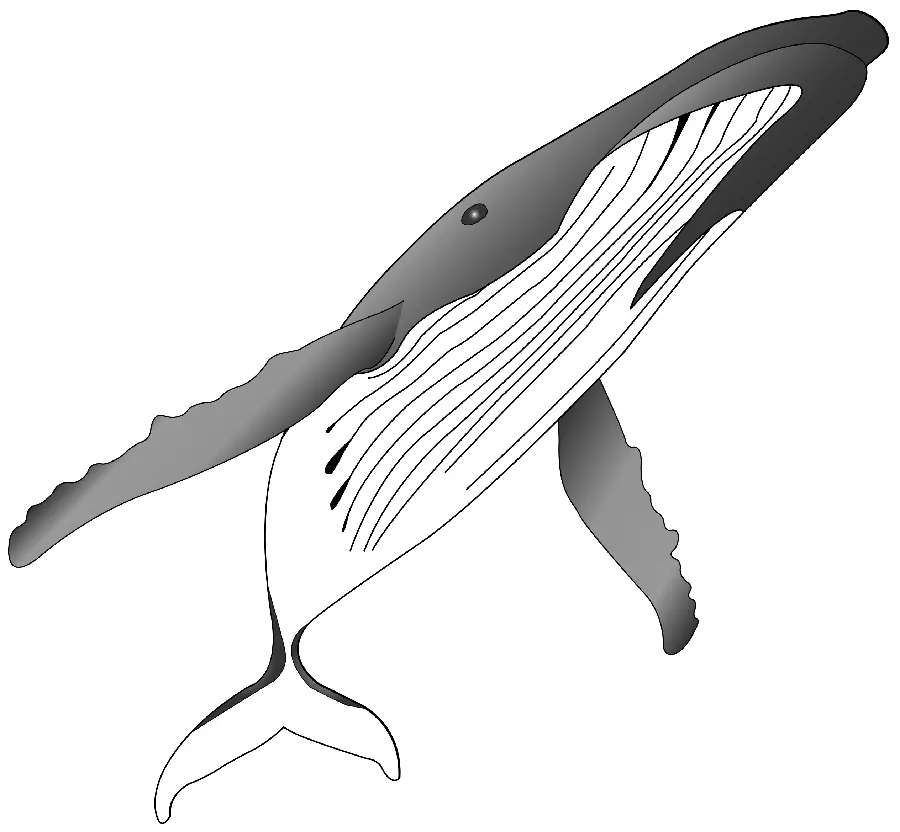 دانلود عکس کارتونی و انیمیشنی نهنگ کیوت و بامزه PNG