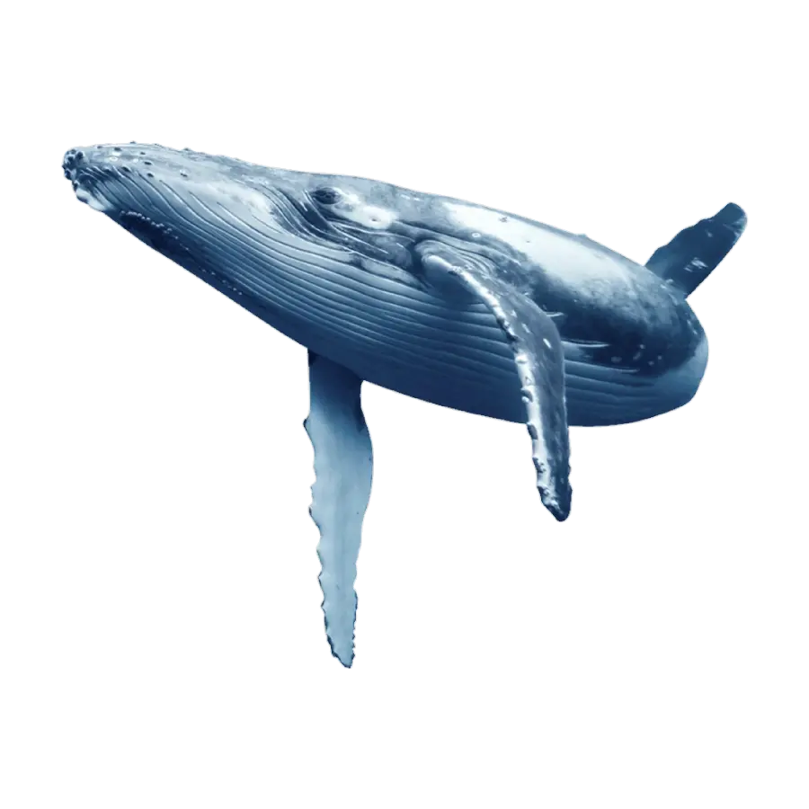 دانلود رایگان تصویر نهنگ واقعی دور بری شده بدون بکگراند 