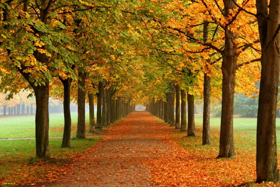 پس زمینه فوق العاده زیبا و عالی از چشم انداز طبیعی فصل پاییز