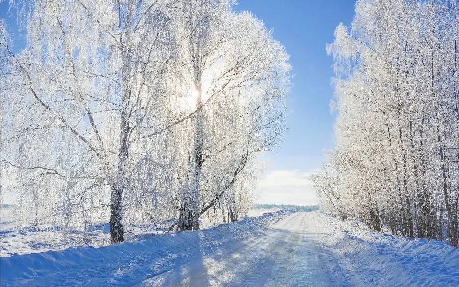 عکس پروفایل از طبیعت ناب و سحرآمیز زمستانی با درختان محصور میان برف ها