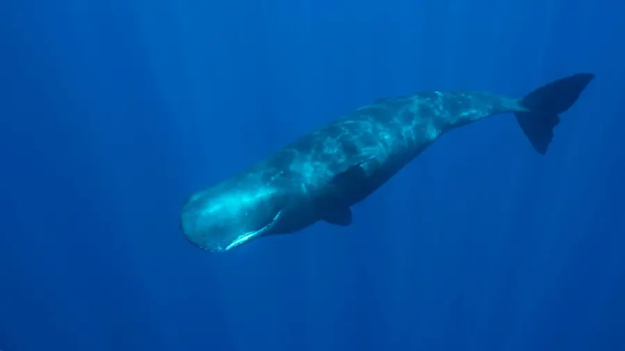 عکس نهنگ بزرگ و غول پیکر اسپرم در اعماق اقیانوس ها و دریاها