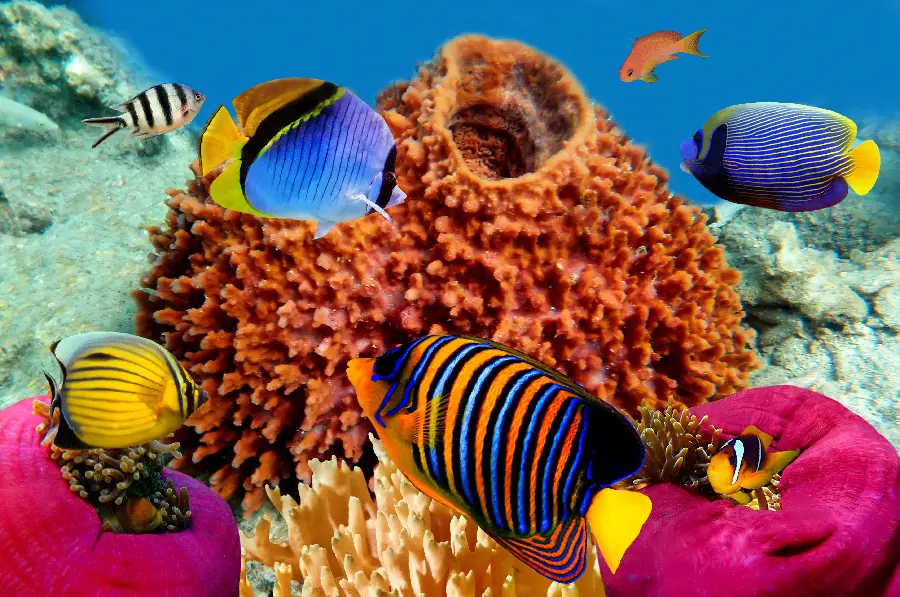عکس صخره های مرجانی محل زندگی انواع مختلفی از جانداران