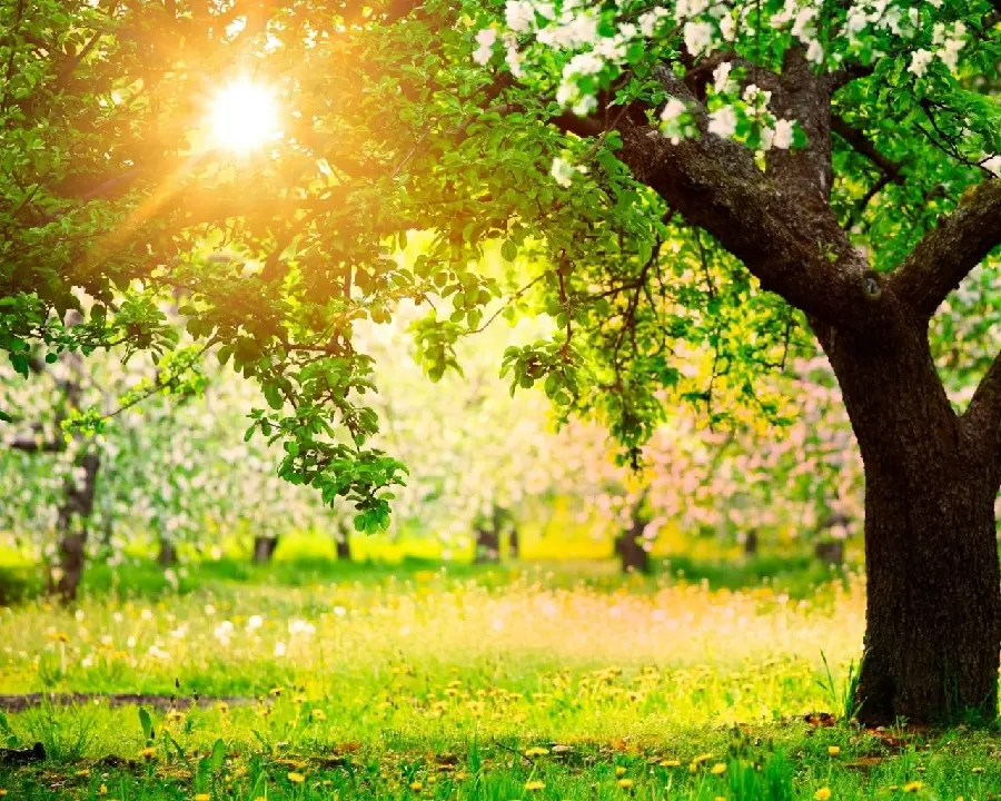 بکگراند باغ شکوفه های درختان میوه با تابش مستقیم آفتاب