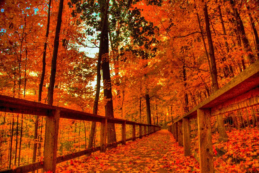 دانلود عکس رویایی ترین منظره واقعی جنگل قرمز و نارنجی پوش پاییزی 