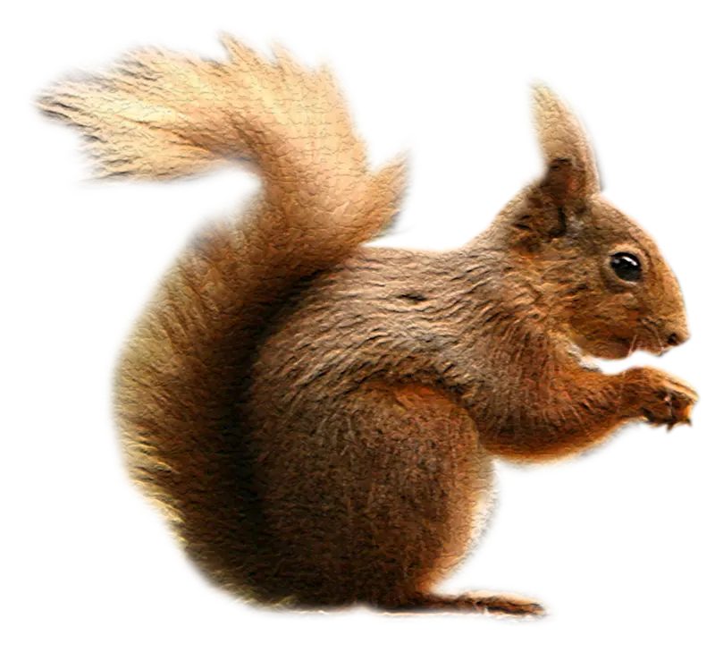 تصویر PNG و دور بری شده سنجاب واقعی کیوت و بامزه بدون بکگراند 