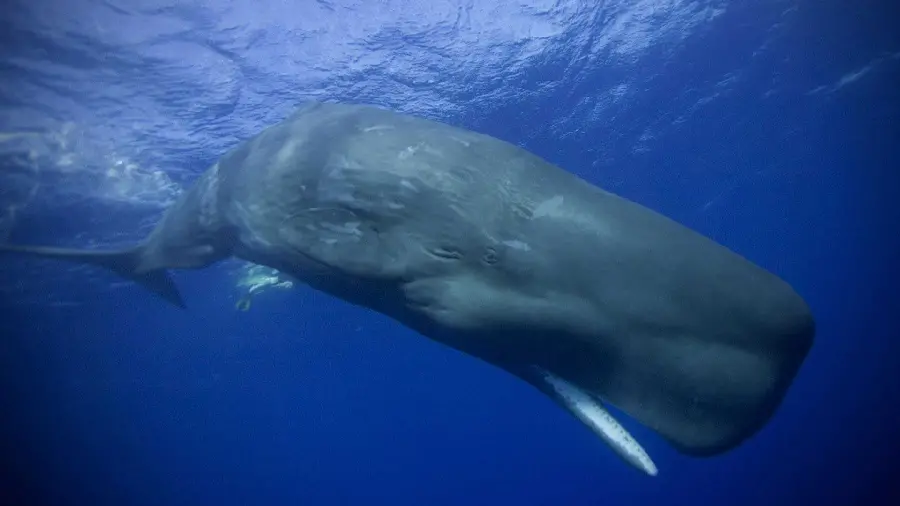 عکس نهنگ بزرگ و غول پیکر اسپرم در اعماق اقیانوس ها آبهاي گرم و معتدل 