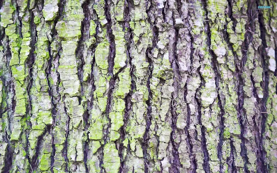شگفت انگیز ترین تصویر داغ فضای مجازی با طرح پوست درخت 