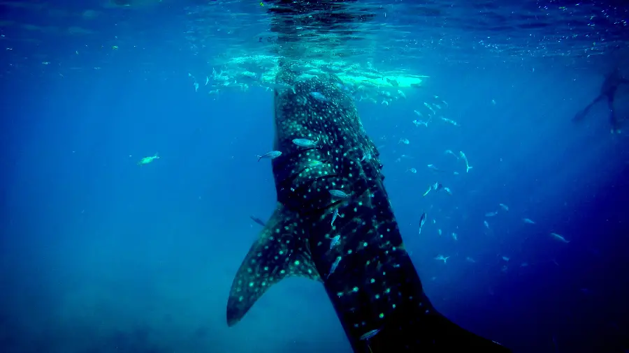 بلندترین کوسه نهنگ whale shark جهان با کیفیت فورکی 4k 