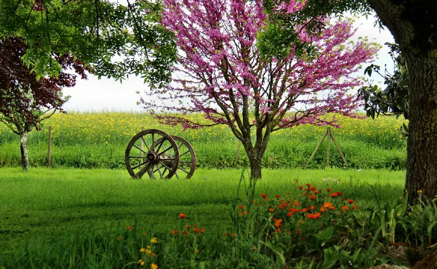 تصویری از یک جاذبه طبیعی با ویوی بهاری و شکوفه های صورتی
