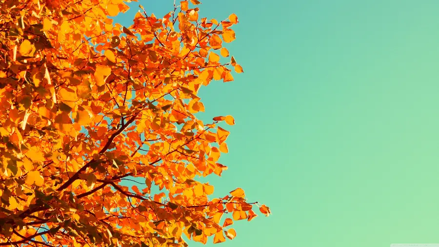 عکس درخت پاییزی با زمینه ساده مخصوص عکس نوشته و کاور پاورپوینت 