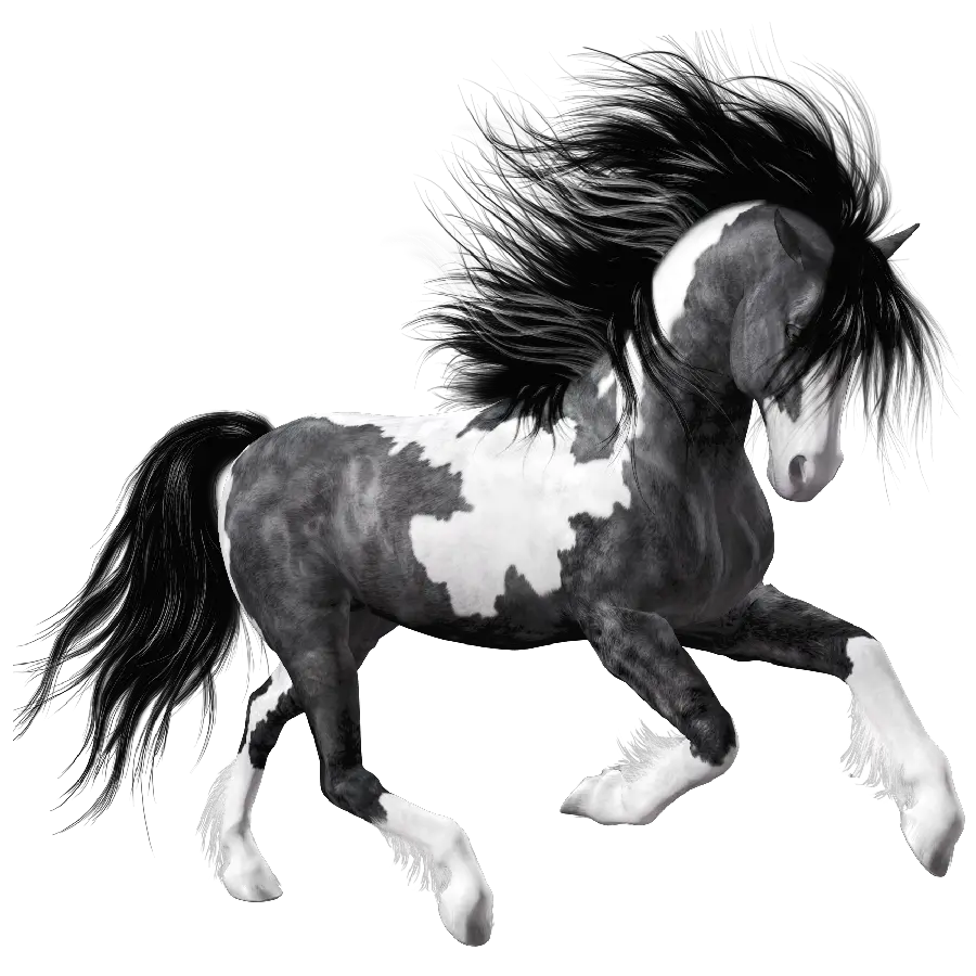 دانلود خفن ترین عکس اسب سیاه سفید پی ان جی PNG و دور بریده شده 