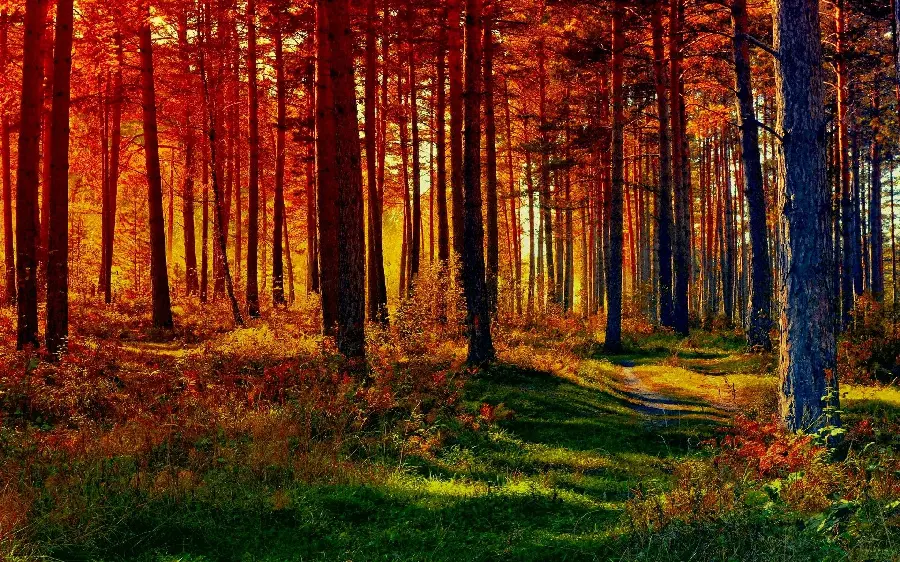 زیبا ترین تصویر از طبیعت جنگل هنگام پاییز شاهکار خداوند