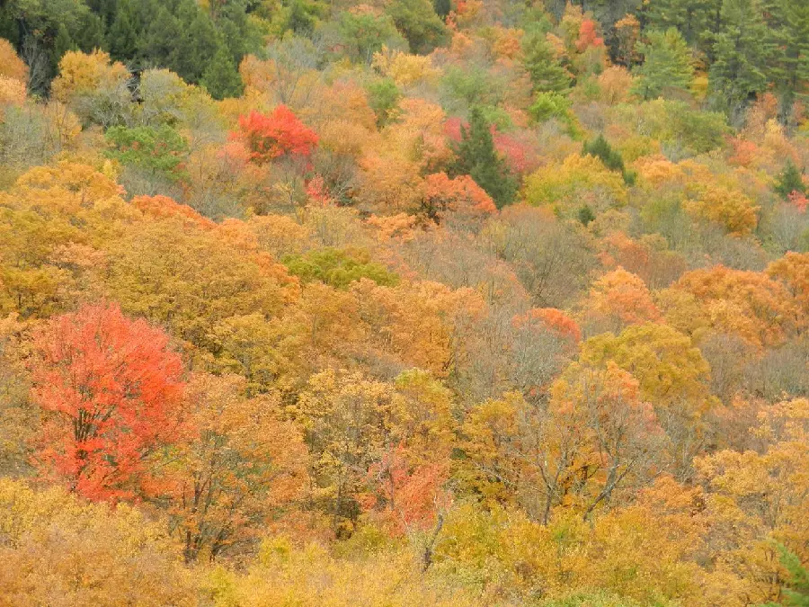 تصویر زیبا و رویایی طبیعت فصل پاییز برای بکگراند و پروفایل 