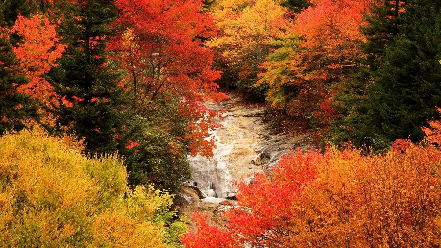 بکگراند شیک و جذاب از فصل رنگ های گوناگون پاییز در جنگل