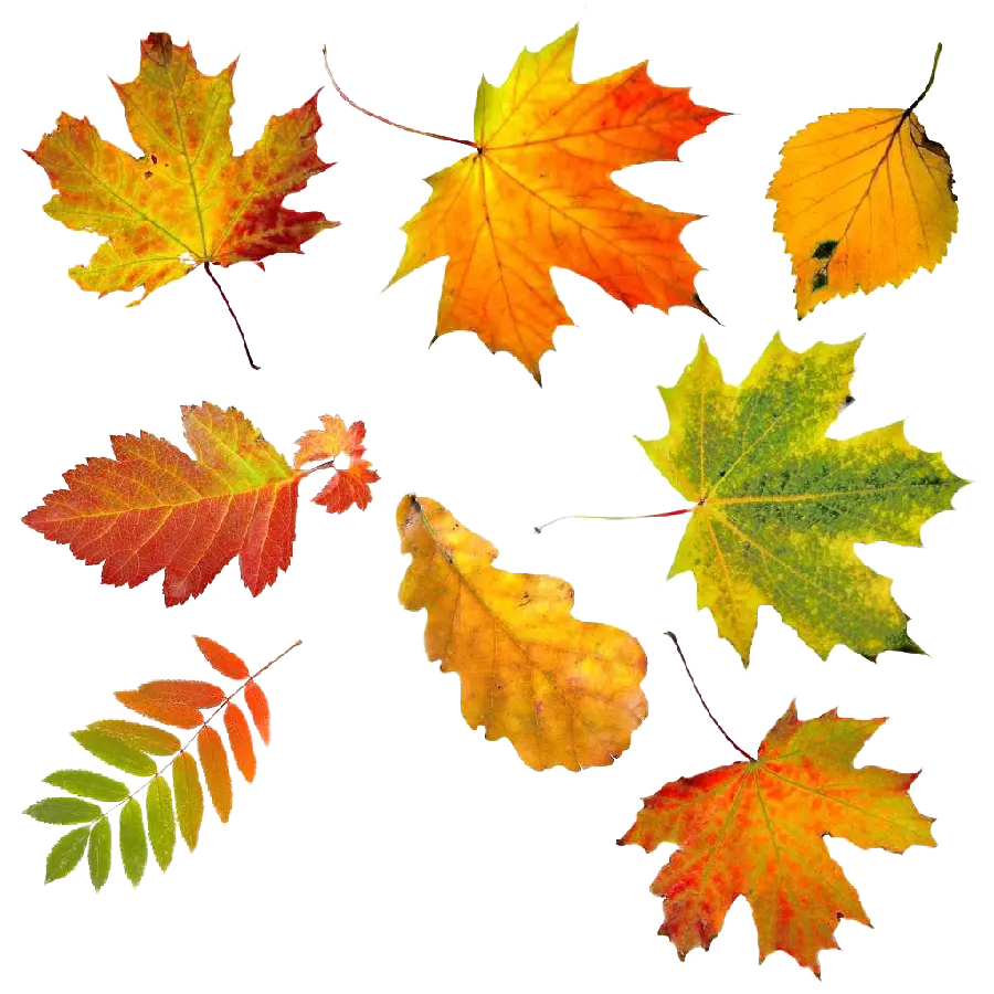 دانلود تصویر پی ان جی png دور بری شده برگ های پاییزی 