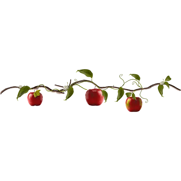 عکس ساده شاخه درخت سیب با سیب های قرمز و زمینه سفید 
