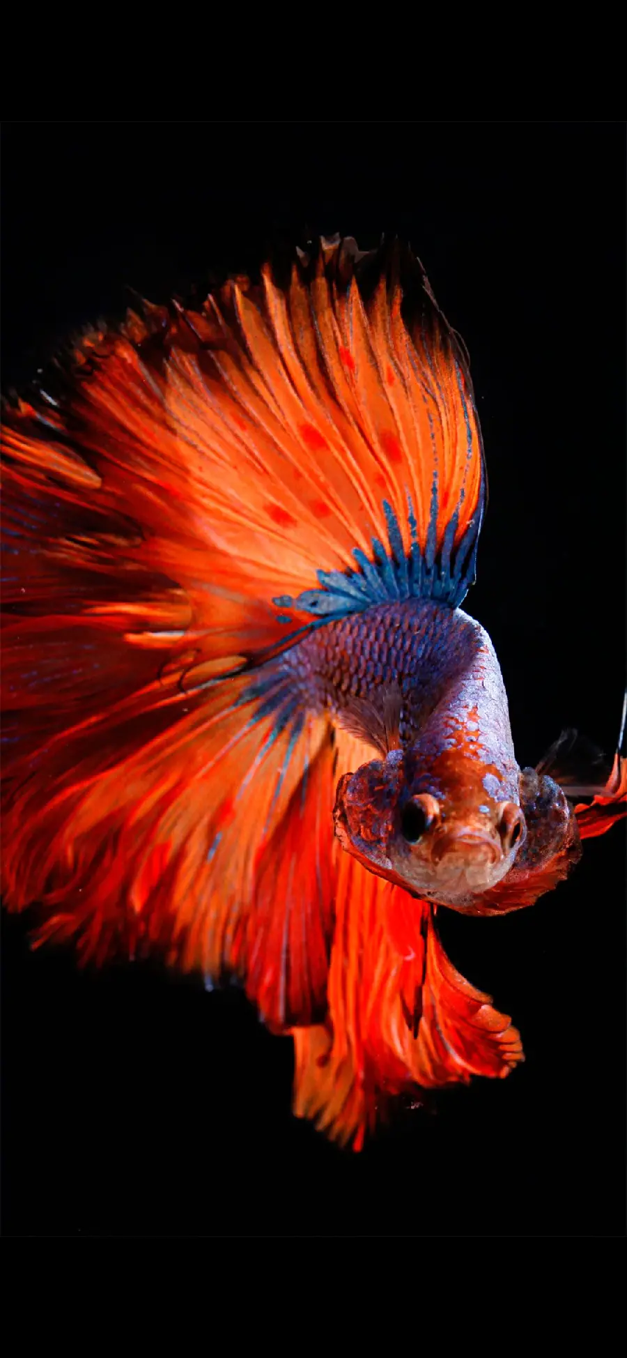 والپیپر ماهی با ظاهری زیبا و زینتی مخصوص گوشی آیفون