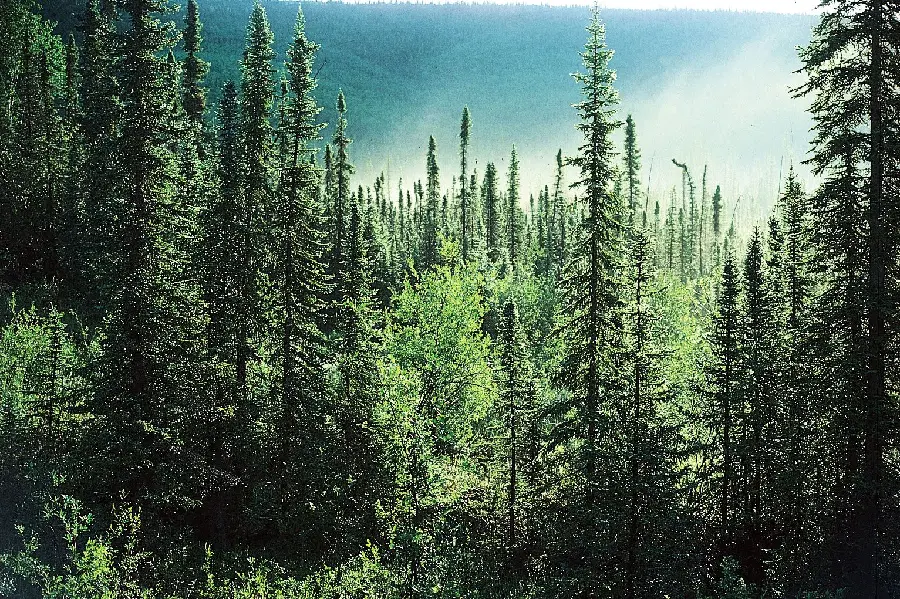 دانلود عکس زمینه خوشگل جنگل سرسبز پر از درخت های کاج