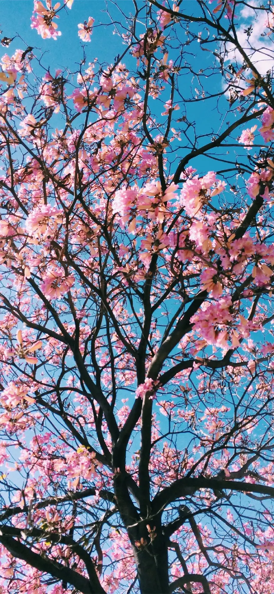والپیپر بک گراند درخت گل دار شاداب و پر طراوت مخصوص اینستاگرام